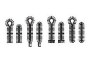 Boutonnières de la Siruba BH-9820-02